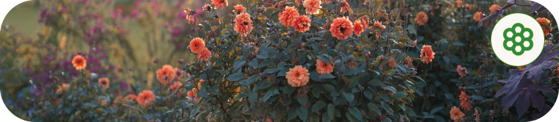 Diseño de jardines