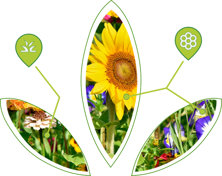 Mapflora