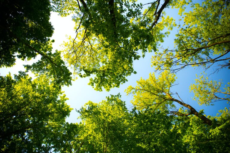 Bosques del mundo